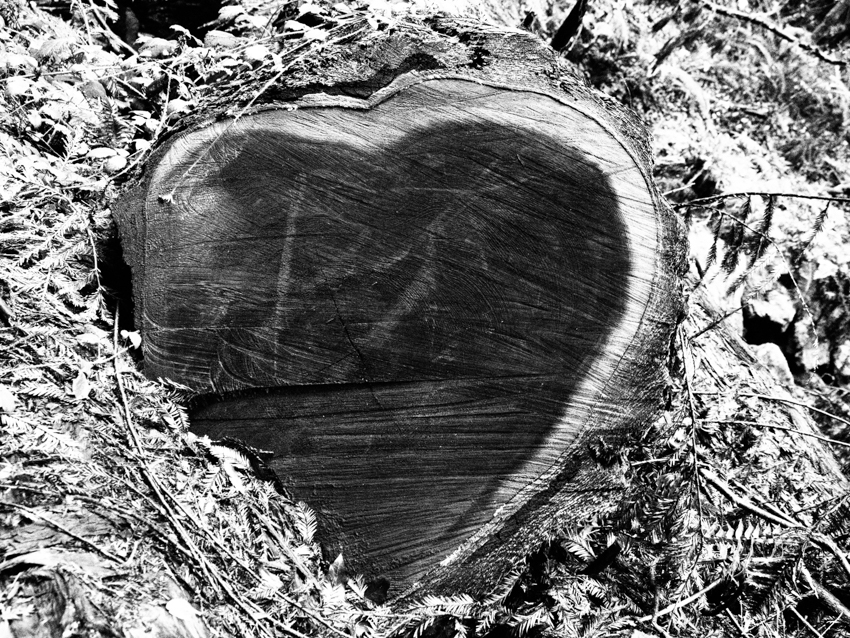wood heart, Muir Woods, Megan Crandlemire Photography