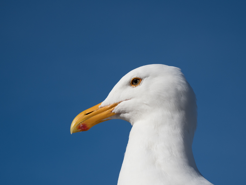 alcatraz seagull 